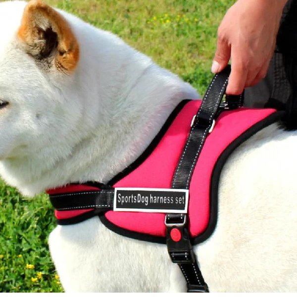 Hundegeschirr zum Spazierengehen