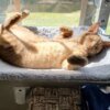 PAWPERCH – Faltbare Fensterhängematte für Katzen mit Aussicht und Komfort