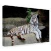Liegender Weißer Tiger - Leinwand Wandkunst Gemälde